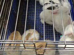-万商花鸟市场