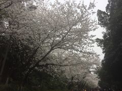 -武汉大学-樱园