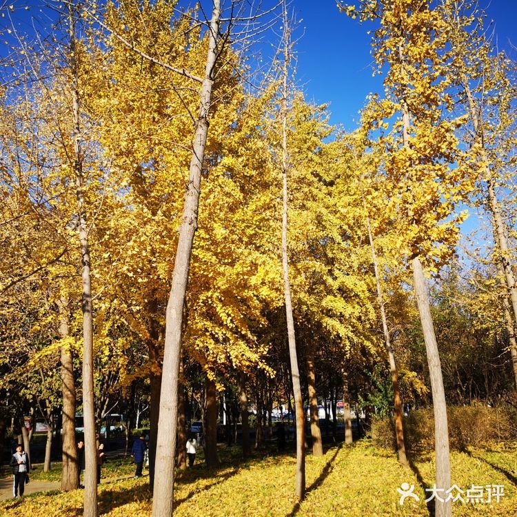 大郑州也有辣么美的落叶🍂