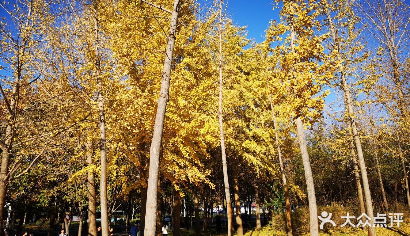 大郑州也有辣么美的落叶🍂