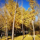 大郑州也有辣么美的落叶🍂