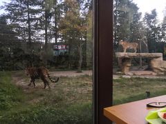 -上海野生动物园老虎餐厅