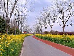 -上海长兴岛郊野公园