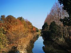 -上海长兴岛郊野公园
