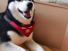 -Husky Go! 哈士奇体验馆·宠物咖啡厅狗咖