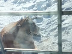 -横道河子东北虎林园