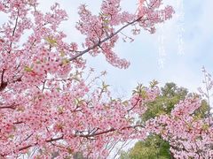 -顾村公园