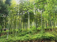 -东明山森林公园