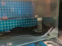 -隐炉和牛烧肉店(群力店)