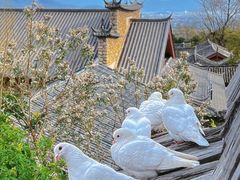 -玉湖村