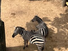 -西霞口神雕山野生动物世界