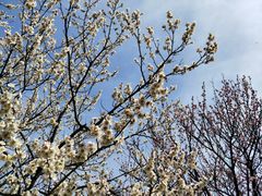 -林屋梅海青梅保护基地