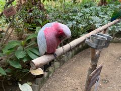 -南宫五洲植物乐园