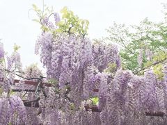 -嘉定紫藤园