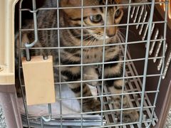 -乖乖宠物医院·猫科·骨科·24小时(云岗分院)