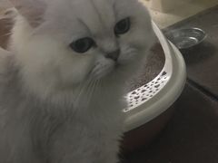-暖阳宠物医院·犬猫康复中心·骨科