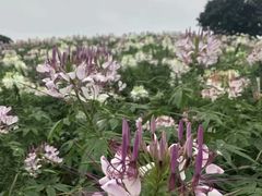 -松山湖梦幻百花洲
