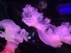 -太平洋海底世界