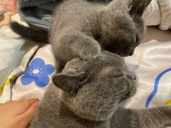 -汪小喵宠物·戴维斯乐芳希施宠馨宝皮毛调理洗护店