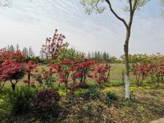 -上海长兴岛郊野公园