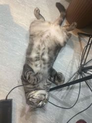 -幸运7纹身刺青Lucky7tattoo