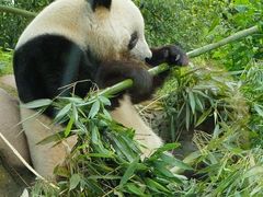 -中国大熊猫保护研究中心雅安碧峰峡基地