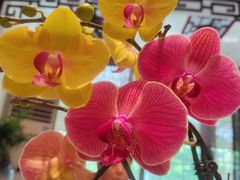 -山水茶艺馆·点心粤菜·30年老字号