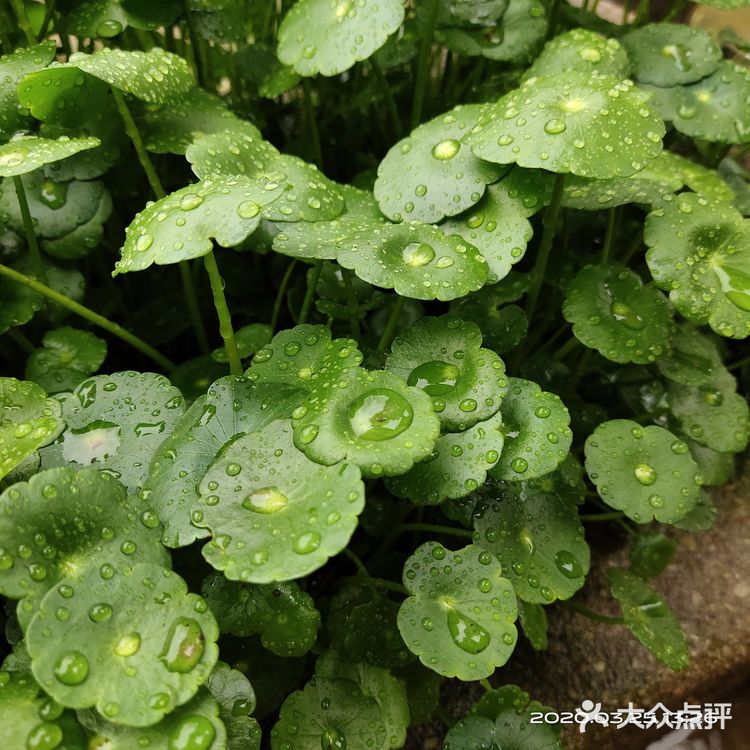 金钱草是一种常见植物，而且是一种中药材，主要功效可预