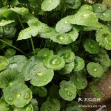 金钱草是一种常见植物，而且是一种中药材，主要功效可预
