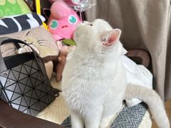-lincat·猫舍(广州店)