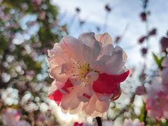 -南汇桃花村