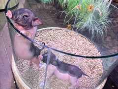 -正佳雨林生态植物园