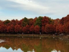 -上海海湾国家森林公园