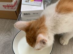 -中农国际动物医院24小时·猫科·骨科·急重症中心