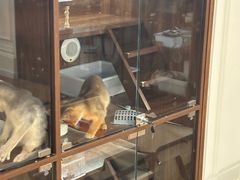 -Apple零售店(西单大悦城店)