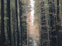 -山王坪喀斯特国家生态公园