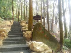 -铁山坪森林公园