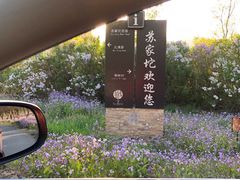 -苏家坨柳林村二月兰花海