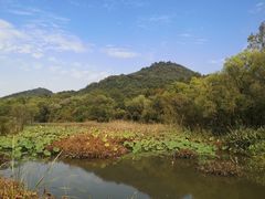 -西湖风景区-江洋畈生态公园