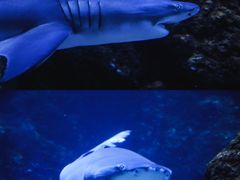 -南昌海洋公园