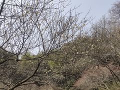 -杭州植物园