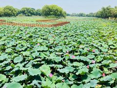 -洪湖生态旅游区