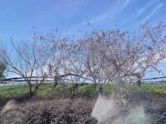 -径山花海