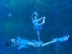 -海合安成都极地海洋公园