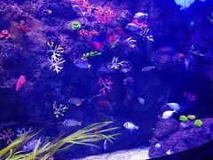 -芜湖新华联大白鲸海洋公园