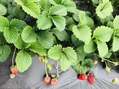 -田趣农庄草莓采摘园