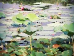 -新江湾城公园