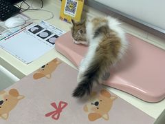 -宠颐生中康贝怡动物医院