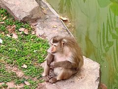 -广州动物园