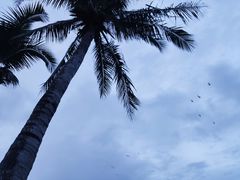 -三亚亚龙湾金棕榈度假酒店